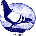 Blue Bar Cock 'Animus' Blue Bar Cock 'Animus'