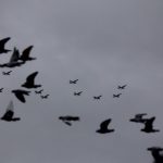 Gary Gleeson's birds from 2020